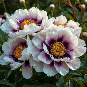 Пион Эко Саммер купить по цене от 548р. в интернет-магазине «Посадика» с доставкой почтой в в Махачкале и по всей России – [изображение №1].