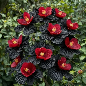 Гибискус Ройял Афеа купить по цене от 460р. в интернет-магазине «Посадика» с доставкой почтой в в Махачкале и по всей России – [изображение №1].