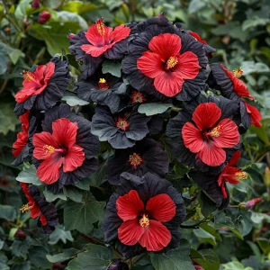 Гибискус Шиммеринг купить по цене от 720р. в интернет-магазине «Посадика» с доставкой почтой в в Махачкале и по всей России – [изображение №1].