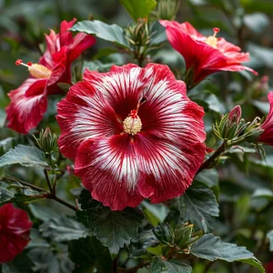 Гибискус Пурпл Мистик купить по цене от 360р. в интернет-магазине «Посадика» с доставкой почтой в в Махачкале и по всей России – [изображение №1].