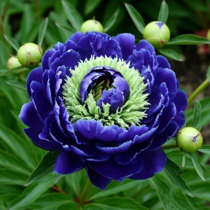 Пион Дримвивер купить по цене от 417р. в интернет-магазине «Посадика» с доставкой почтой в в Махачкале и по всей России – [изображение №1].