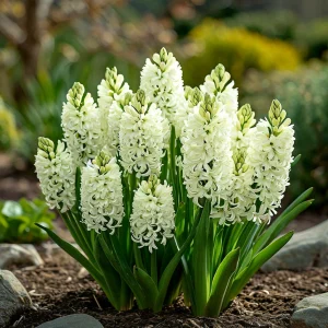 Гиацинт Дрим Трейл купить по цене от 2099р. в интернет-магазине «Посадика» с доставкой почтой в в Махачкале и по всей России – [изображение №1].