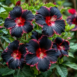 Гибискус садовый Файер Дэнсер купить по цене от 450р. в интернет-магазине «Посадика» с доставкой почтой в в Махачкале и по всей России – [изображение №1].