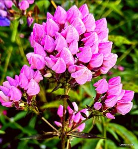 Флокс Бутоник купить по цене от 461р. в интернет-магазине «Посадика» с доставкой почтой в в Махачкале и по всей России – [изображение №1].