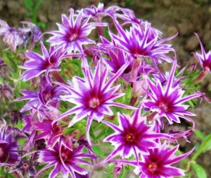 Флокс Звездное Кружево купить по цене от 361р. в интернет-магазине «Посадика» с доставкой почтой в в Махачкале и по всей России – [изображение №1].