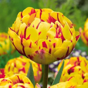 Тюльпан махровый Голден Ницц купить по цене от 361р. в интернет-магазине «Посадика» с доставкой почтой в в Махачкале и по всей России – [изображение №1].