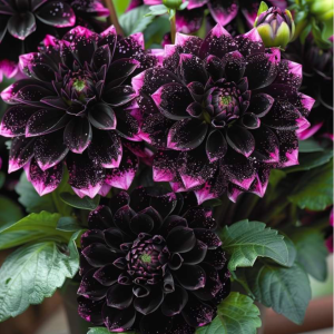 Георгин Лаванда Лейс купить по цене от 679р. в интернет-магазине «Посадика» с доставкой почтой в в Махачкале и по всей России – [изображение №1].