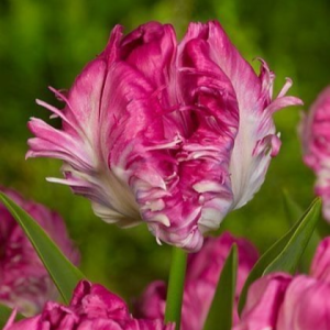 Тюльпан махровый Кул Кристал купить по цене от 400р. в интернет-магазине «Посадика» с доставкой почтой в в Махачкале и по всей России – [изображение №1].