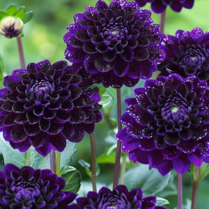 Георгин Анно Домини купить по цене от 255р. в интернет-магазине «Посадика» с доставкой почтой в в Махачкале и по всей России – [изображение №1].