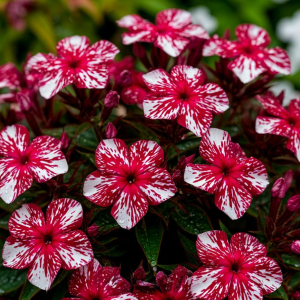 Флокс Ливер Гриммер купить по цене от 590р. в интернет-магазине «Посадика» с доставкой почтой в в Махачкале и по всей России – [изображение №1].