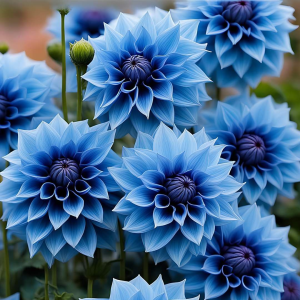 Георгин Вижапе купить по цене от 699р. в интернет-магазине «Посадика» с доставкой почтой в в Махачкале и по всей России – [изображение №1].