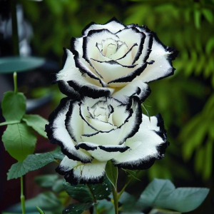 Роза Силк Ивин купить по цене от 319р. в интернет-магазине «Посадика» с доставкой почтой в в Махачкале и по всей России – [изображение №1].