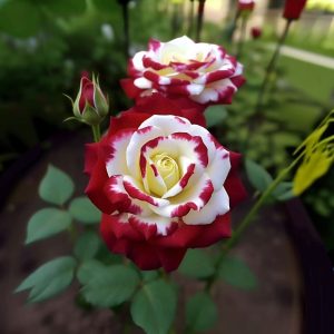 Роза Роял Глом купить по цене от 401р. в интернет-магазине «Посадика» с доставкой почтой в в Махачкале и по всей России – [изображение №1].