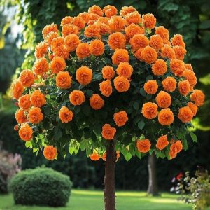 Роза Солнечный Шарм купить по цене от 349р. в интернет-магазине «Посадика» с доставкой почтой в в Махачкале и по всей России – [изображение №1].