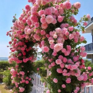 Роза Пастель Розе купить по цене от 605р. в интернет-магазине «Посадика» с доставкой почтой в в Махачкале и по всей России – [изображение №1].